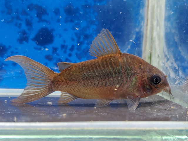 コリドラス　パンタナルエンシス