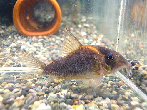 コリドラス　ショートノーズルイーザ