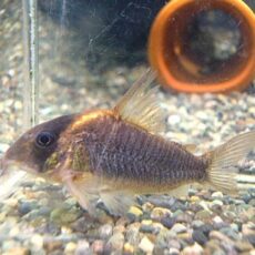 コリドラス　ショートノーズルイーザ　２０２５年１１月２９日入荷