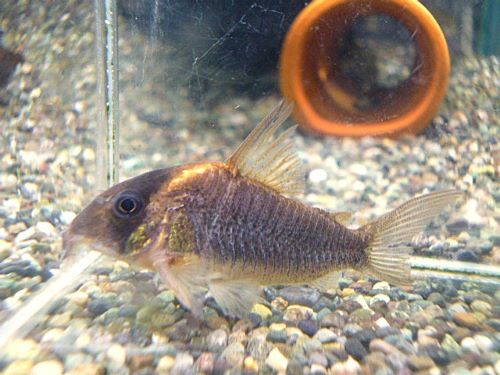 コリドラス　ショートノーズルイーザ　２０２５年１１月２９日入荷