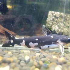 ホルスタインタティア①　２０２５年１０月２７日入荷