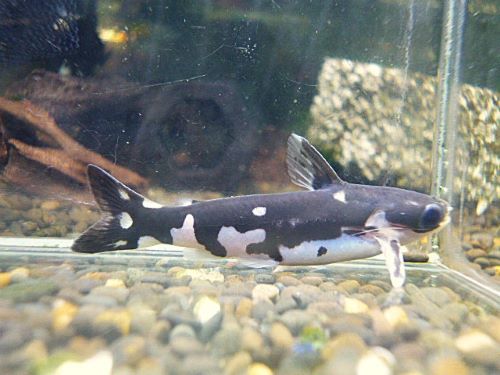 ホルスタインタティア①　２０２５年１０月２７日入荷