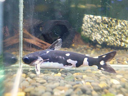 ホルスタインタティア