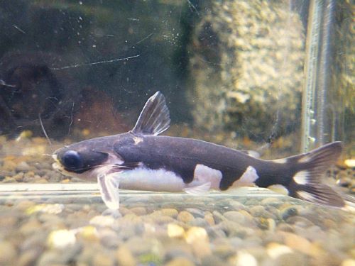 ホルスタインタティア