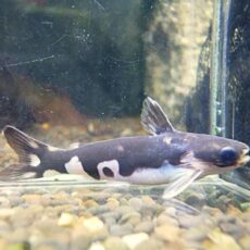 ホルスタインタティア②　２０２５年１０月２７日入荷