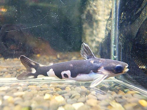 ホルスタインタティア②　２０２５年１０月２７日入荷