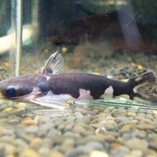 ホルスタインタティア③　２０２５年１０月２７日入荷