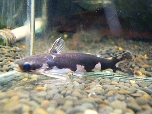 ホルスタインタティア③　２０２５年１０月２７日入荷