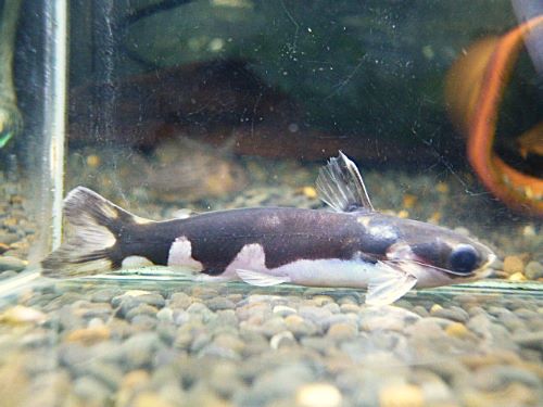 ホルスタインタティア