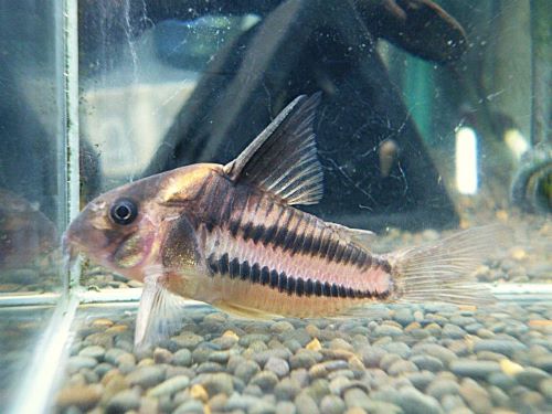 コリドラス　スーパーパラレルス