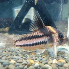 コリドラス　スーパーパラレルス③　２０２５年１１月９日入荷　