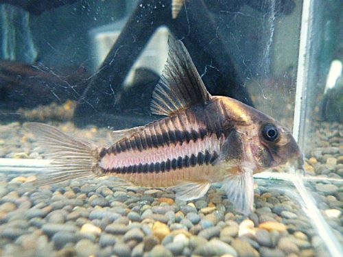 コリドラス　スーパーパラレルス③　２０２５年１１月９日入荷　