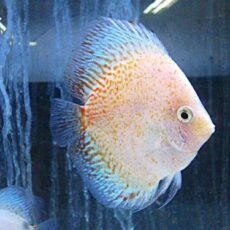 ホワイトダイヤクロスディスカス　２０２５年１１月２１日入荷