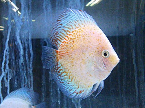 ホワイトダイヤクロスディスカス　２０２５年１１月２１日入荷