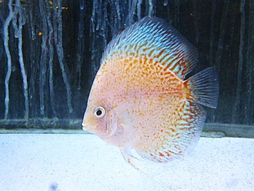 ホワイトダイヤクロス・ディスカス