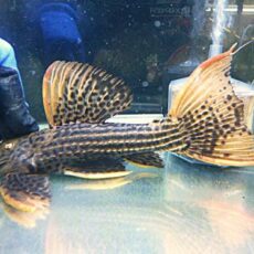 ウルトラスカーレットトリムプレコ　シングー２０２５年１１月２９日入荷