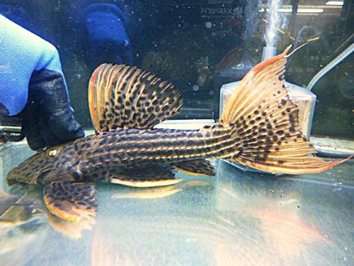 ウルトラスカーレットトリムプレコ　シングー２０２５年１１月２９日入荷