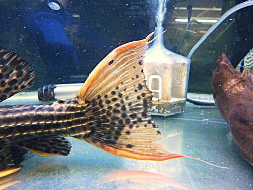 ウルトラスカーレットトリムプレコ