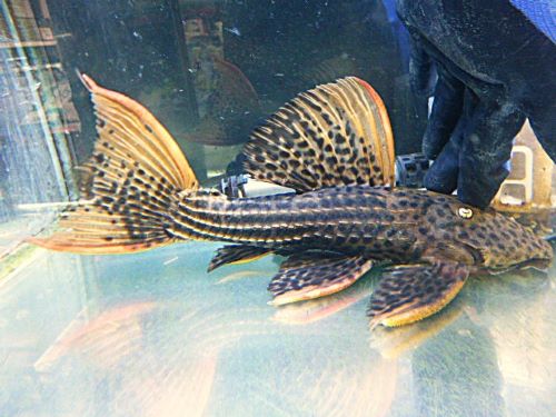 ウルトラスカーレットトリムプレコ