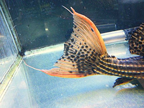 ウルトラスカーレットトリムプレコ