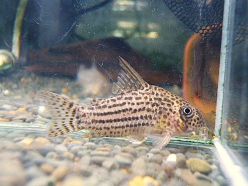 コリドラス　アラグアイエンシス