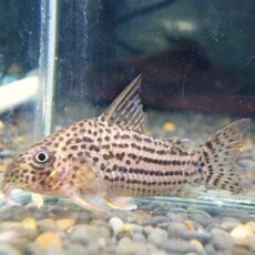 コリドラス　アラグアイエンシス①　２０２５年１１月１３日入荷