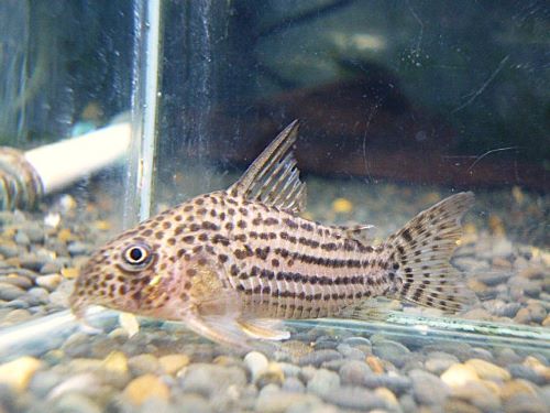 コリドラス　アラグアイエンシス①　２０２５年１１月１３日入荷