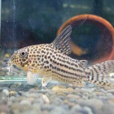 コリドラス　アラグアイエンシス②　２０２５年１１月１３日入荷