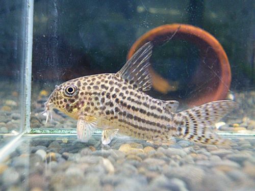 コリドラス　アラグアイエンシス②　２０２５年１１月１３日入荷