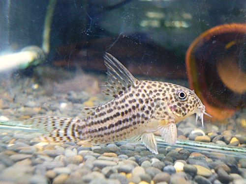 コリドラス　アラグアイエンシス