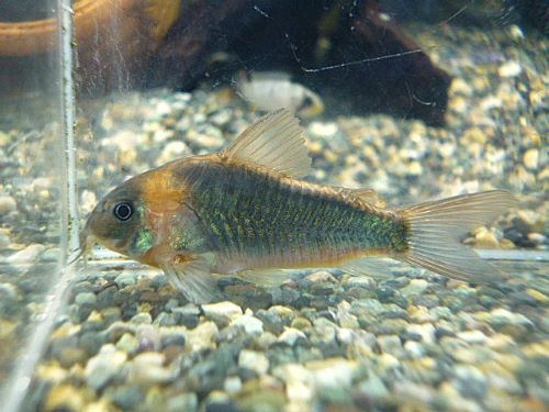 コリドラス　スーパーエクエス