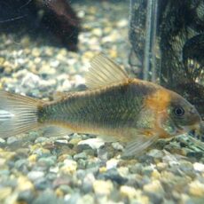 コリドラス　スーパーエクエス　２０２５年１１月２７日入荷