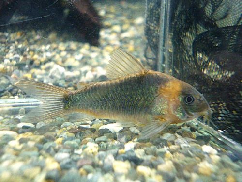 コリドラス　スーパーエクエス　２０２５年１１月２７日入荷