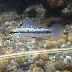 アピスト　トリファスキアータ　ペア　２０２５年１２月２日入荷