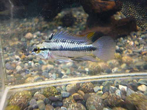 アピスト　トリファスキアータ　ペア　２０２５年１２月２日入荷