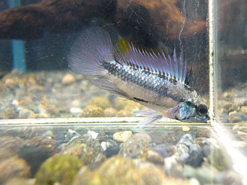 トリファスキアータ