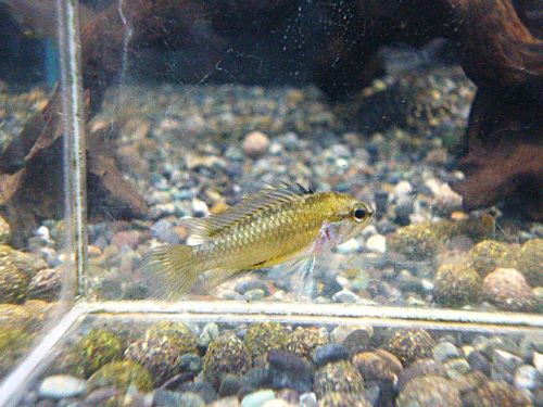 トリファスキアータ