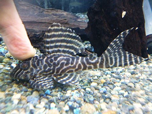 キングロイヤルペコルティア