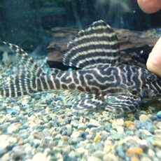 キングロイヤルペコルティアＬ－６６①　２０２５年１１月１５日入荷