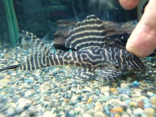 キングロイヤルペコルティアＬ－６６①　２０２５年１１月１５日入荷