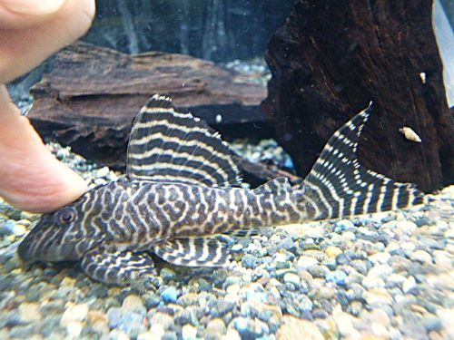 キングロイヤルペコルティア