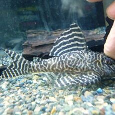 キングロイヤルペコルティアＬ－６６　②　２０２５年１１月１５日入荷