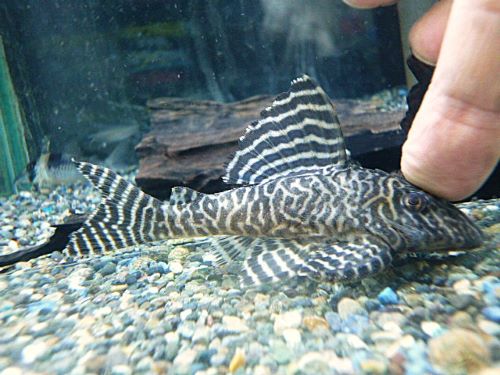 キングロイヤルペコルティアＬ－６６　②　２０２５年１１月１５日入荷