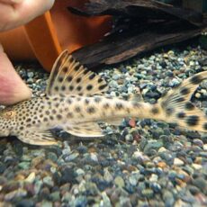 パラビッグスポットペコルティア①　２０２５年１１月１３日入荷