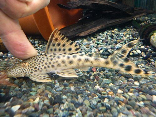 パラビッグスポットペコルティア①　２０２５年１１月１３日入荷