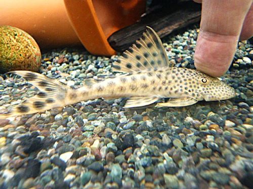 パラビッグスポットペコルティア