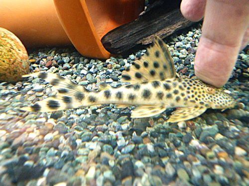 パラビッグスポットペコルティア