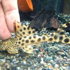 パラビッグスポットペコルティア②　２０２５年１１月１３日入荷