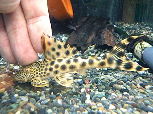 パラビッグスポットペコルティア②　２０２５年１１月１３日入荷