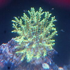 インドネシアブリード　ミドリイシ　２０２５年１２月４日撮影